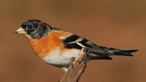 Brambling%20male zzzzzzzz