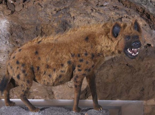 cave hyena xxxxxxxx