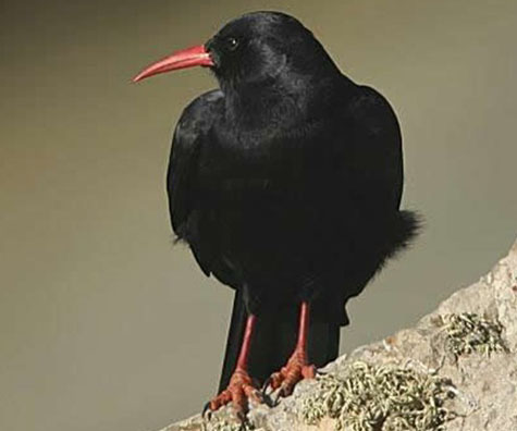chough_nb_tcm9-94034