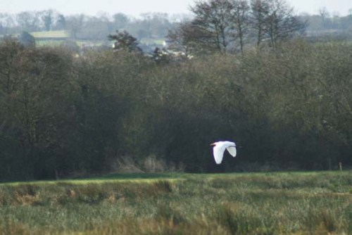 dsc01625_great_white_egret xxxxxx