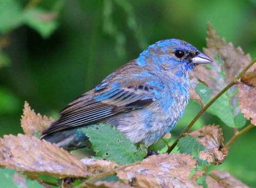 Indigo-Bunting1 xxxxxxxx