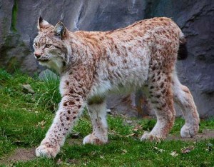 loup cervier 1vvvvvv