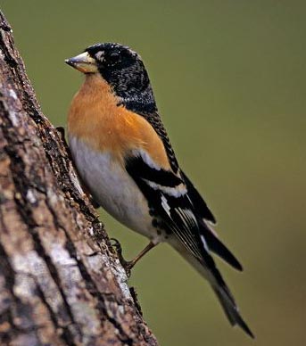 Male-brambling-on-a-tree-trunk xxxxxx