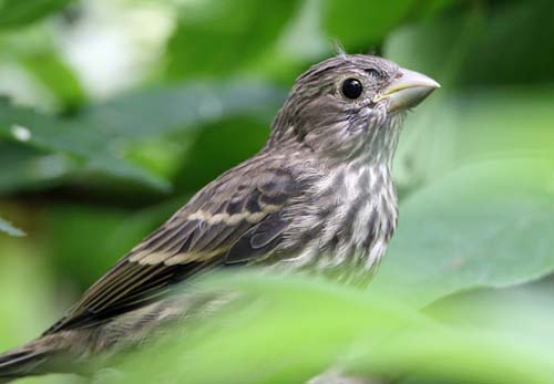 scarlet rosefinchR  xxxxxxx