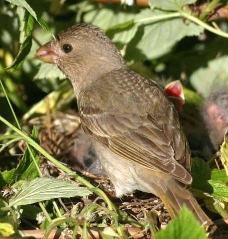Scarlet%20Rosefinch%20 xxxxxxx