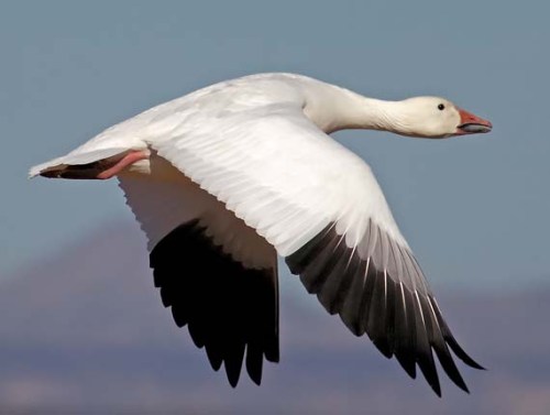 snow goose0df3f5bbxxxxxxxxx