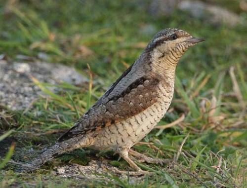 Wryneck%20Scilly%2 zzzzzzz