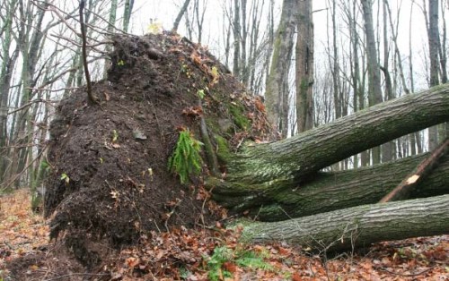 After%20the%20Storm_2012-10_uprooted%20tree