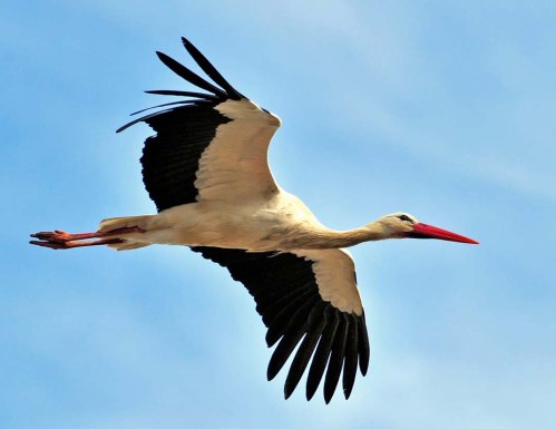 bilyl_leleka_pislja_opysu xxxxxxxxxxxxxx