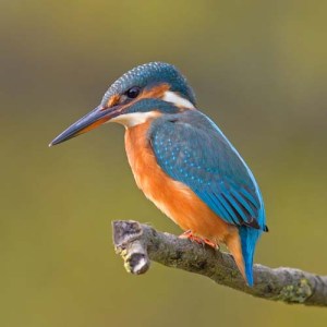 Common_Kingfisher_