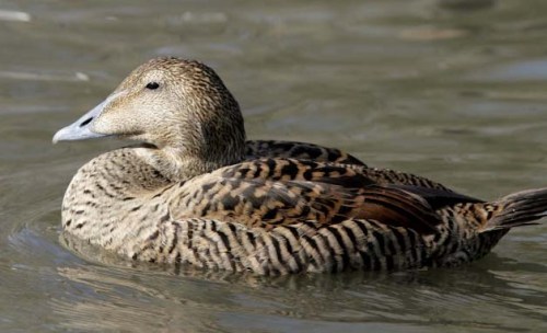 eider duck female xxxxxxxxxxxx