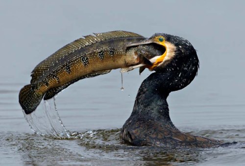 great-cormorant xxxxxxx