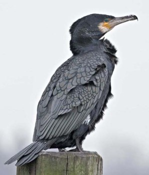 gret corm xxxxxxxxxxxxxx