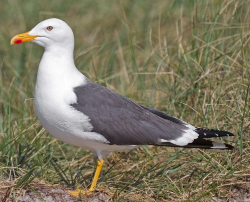 lesser black zzzzzzzzzzzzzzzzzzzzzzzzzzz