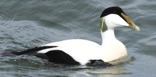 male-eider-duck-i xxxxxx