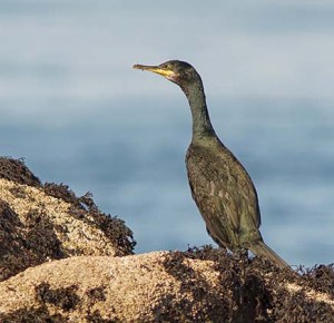 sahg scilli xxxxxxxxxxxxxxxx