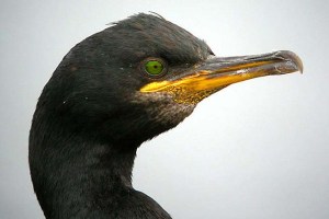 SHAG-03 xxxxxxxxxxxxxxxxx