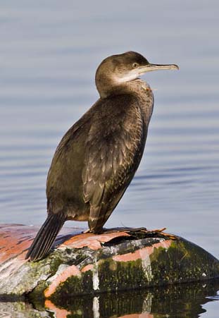 shag rutl xxxxxxxxxxxxxxx