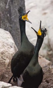 shags xxxxxxxxxxxxxxxxx