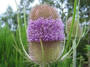 Teaselxxxxxxxxxxxxxxxxxxxx