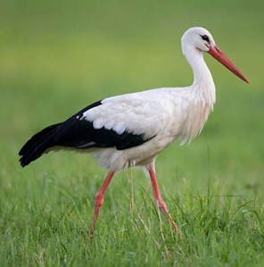 white-stork-113589 xxxxxxxxxxxxxxx