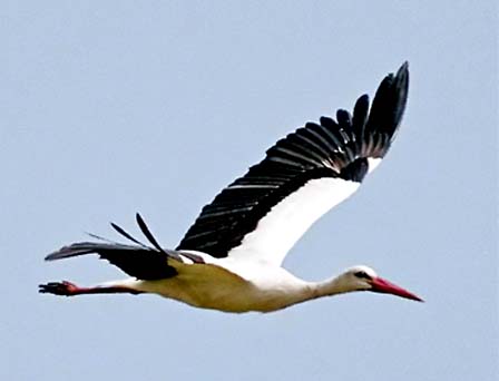 white-stork-hungary-2007