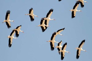 white-storks-flockxxxxxxxxxxxxxxxxxxxxx