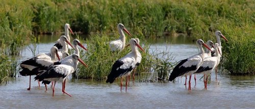 White-Storks_1164flock xxxxxxxxxxx