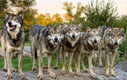 621166__the-wolf-pack_p