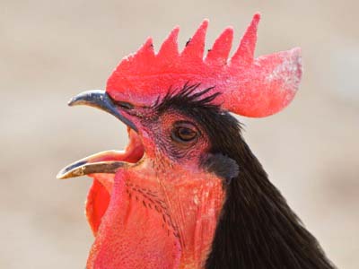 cockerel