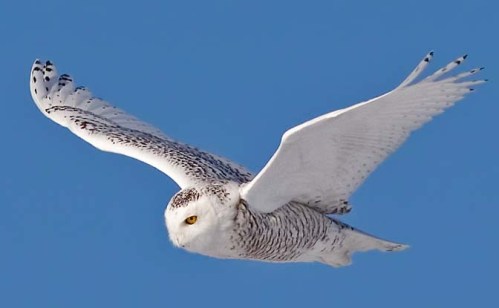 speciexxxxxxxxxxxxxxxxxxxxxxxxxxxxxxxxxxxxxxxx