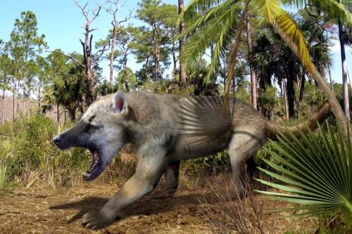Amphicyon-ingens_reconstruction