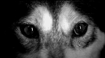 eyes wolf