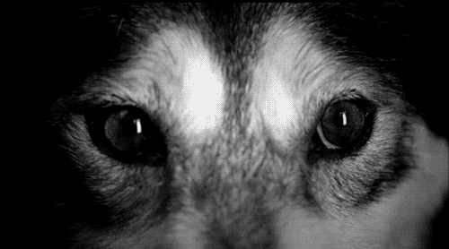 eyes wolf