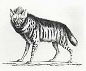 p_AD48_gravure_bete_14