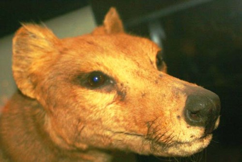 thylacine_berlin_museum_10th_september_2011-167306