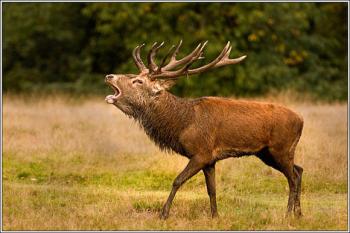 red_deer_stag_