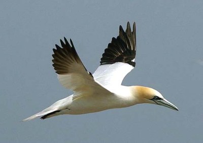 wikikikik Northern_Gannetzzzzzzzzzzzzzzzzzzzzz