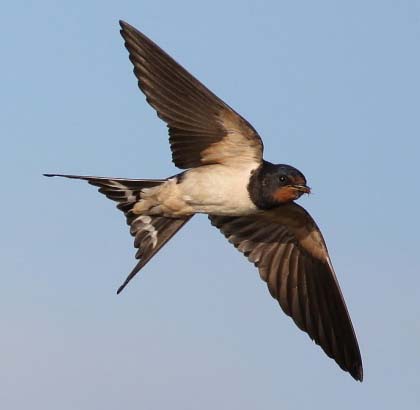 550px-Barn_Swallow