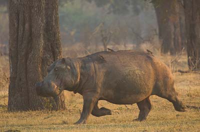0361-South-Luangwa-Mfuwe