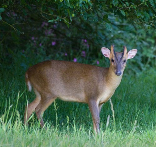 8507_Muntjacxxxxxxxxxxxxxxxxxxxxxxxx