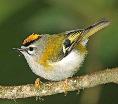 c608px-Mad-Firecrest-B