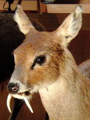 Chinese_water_deer_