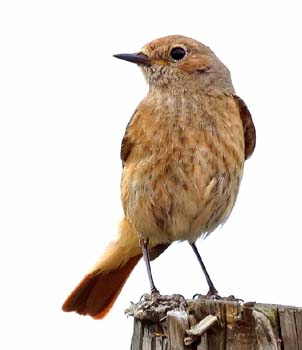 Common_redstart_female
