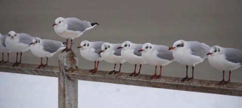 difficult to pick out