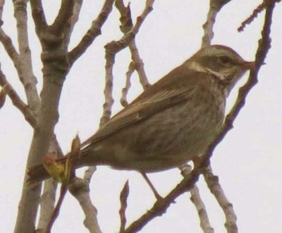 DuskyThrush2