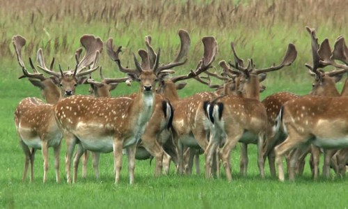 -fallow-deer-stag-herdxxxxxxxxxxxxxx
