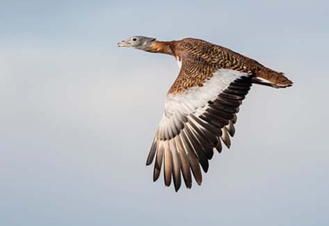 flyignGAINxxxxxxxxxxxxxxxxxxxxxxxxxx