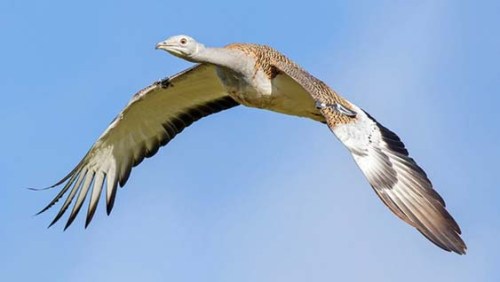 flyingxxxxxxxxxxxxxxxxxxxxxxxxxxxxxxxx