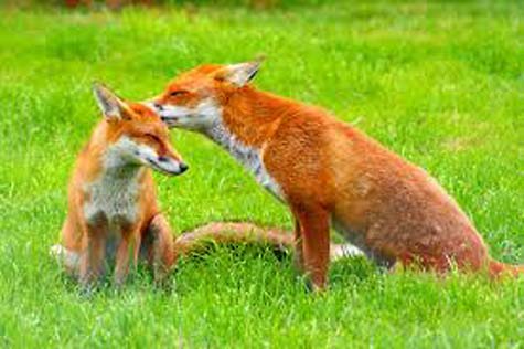 foxes